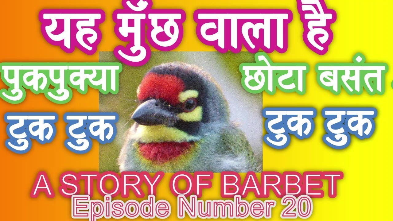 A BIRD WITH MUSTACHE. Tuk...Tuk...Tuk. Wel comes Basant.How.