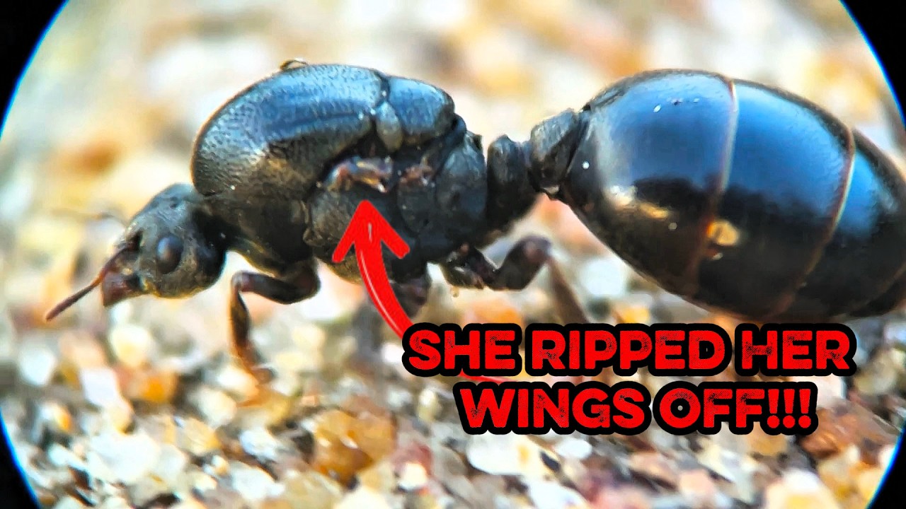 Why Do Ants Have Wings? | Nuptial Flights! #flying #ants #nuptials  #queenant