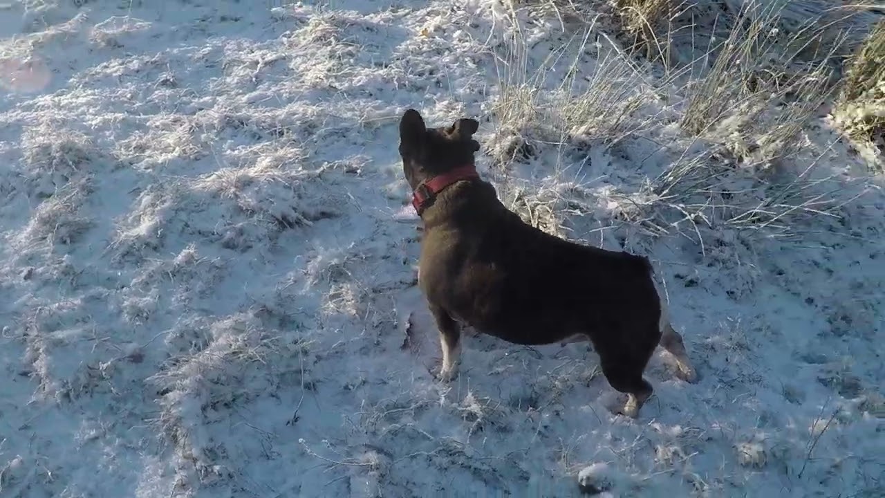 Snow day walk about