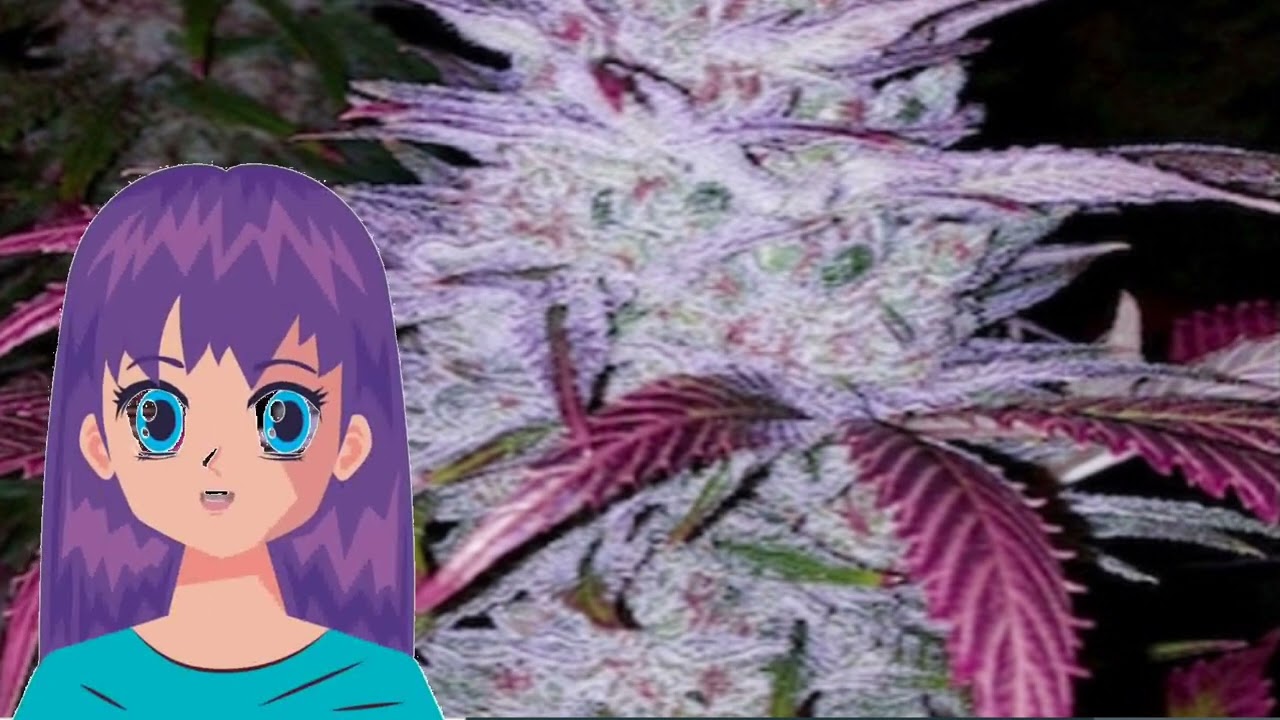 Early Lemon Berry &ndash; Ethos Genetics