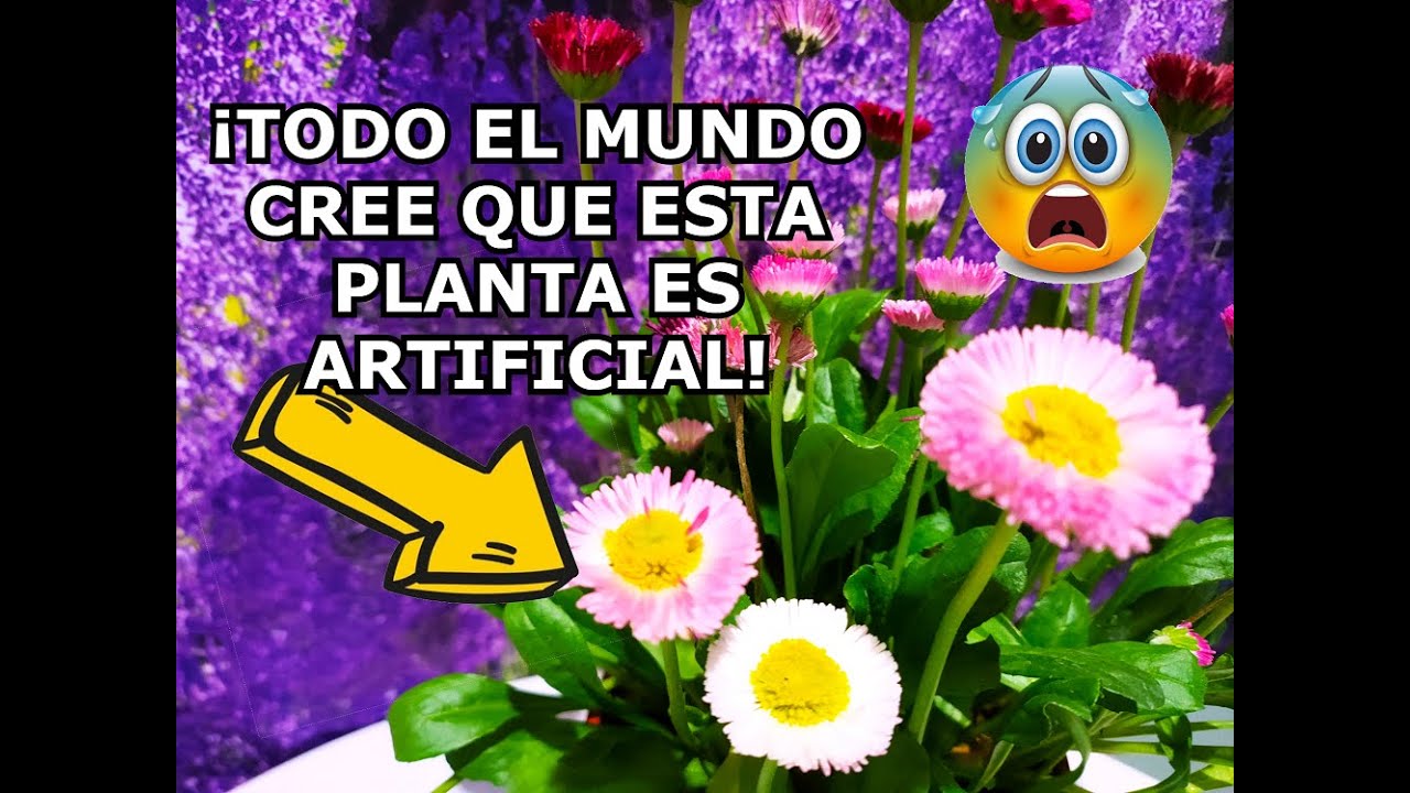 ¡TODOS PENSABAN QUE ERA UNA PLANTA ARTIFICIAL DE IKEA! bellis perennis cuidados y cultivo