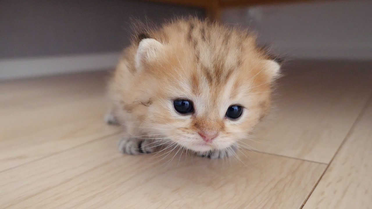 The roundest kitten in history is cute even from behind