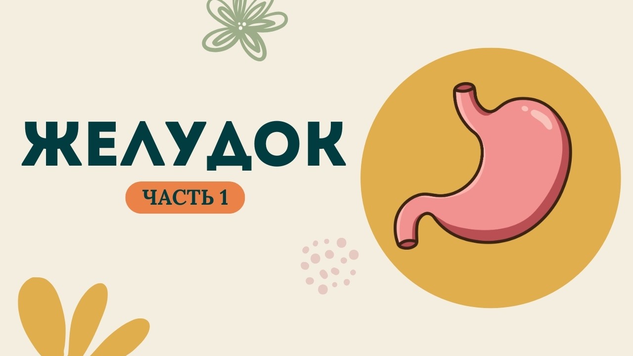 Желудок. Часть 1: анатомические особенности.