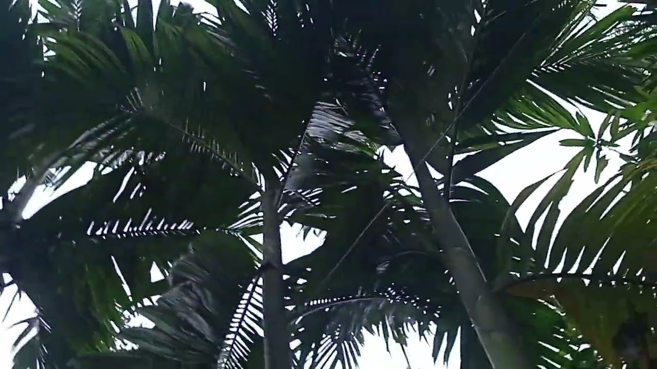 ভাবির জন্য পান কিনতে বারই বাড়ি চলে আসছি। 