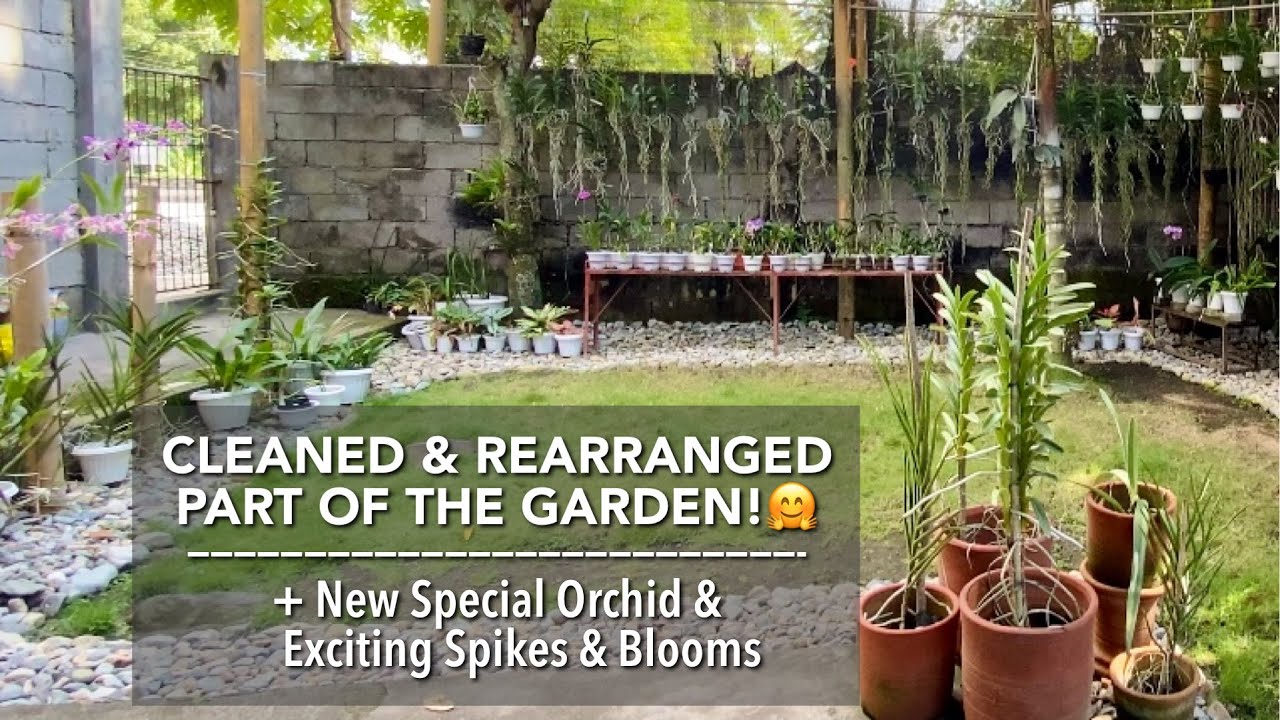 ORCHID GARDEN UPDATE |  New Special Orchid - Bamboo Orchid/Arundina | Cheery Orchid Spikes & Blooms