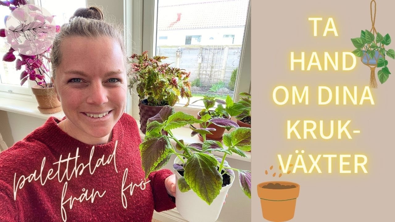 ODLA PALETTBLAD FR&Aring;N FR&Ouml; 🌱 hela processen fr&aring;n fr&ouml;s&aring;dd till planta 🪴