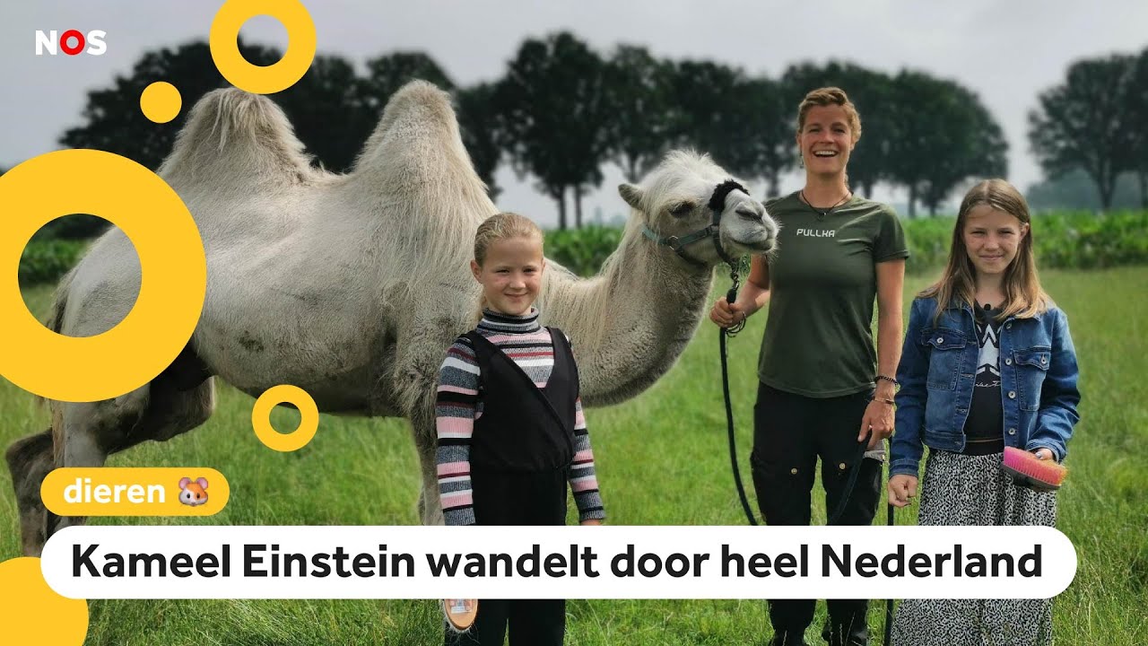 Meike en Silvie hadden een kameel te logeren
