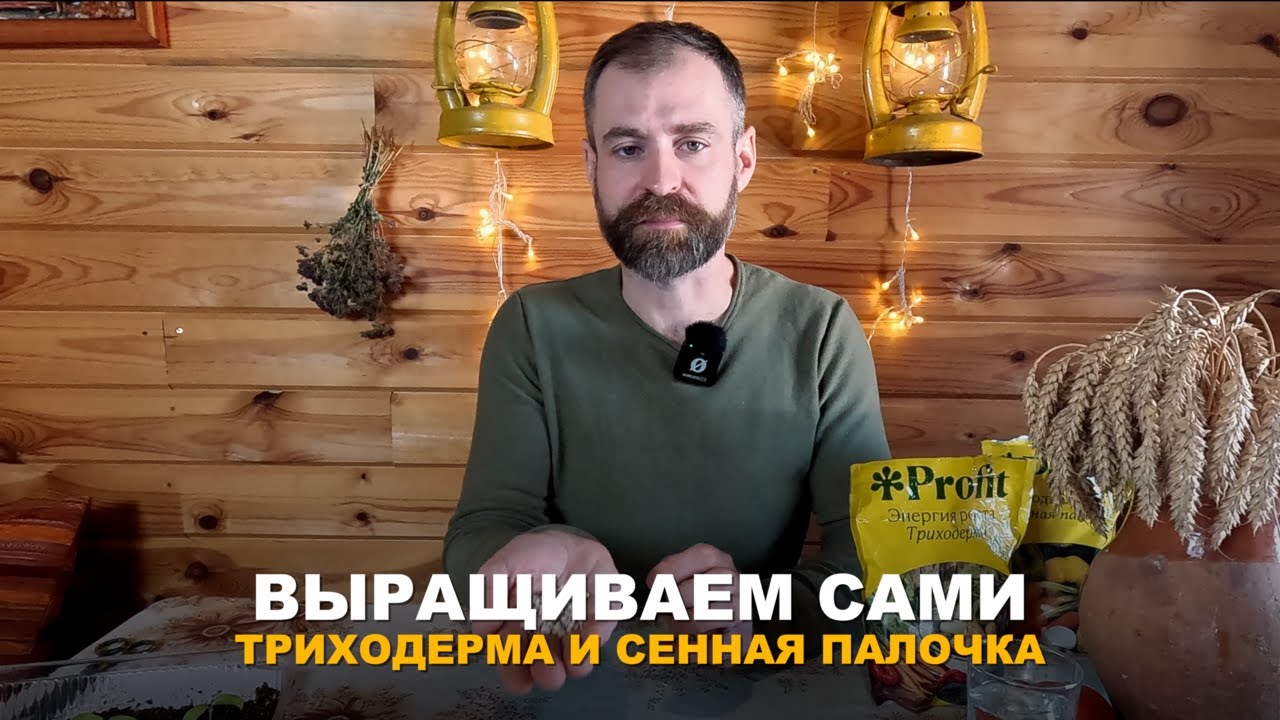 НАРАЩИВАЕМ ТРИХОДЕРМУ И СЕННУЮ ПАЛОЧКУ. Триходерма и сенная палочка из сухих препаратов на цеолите.
