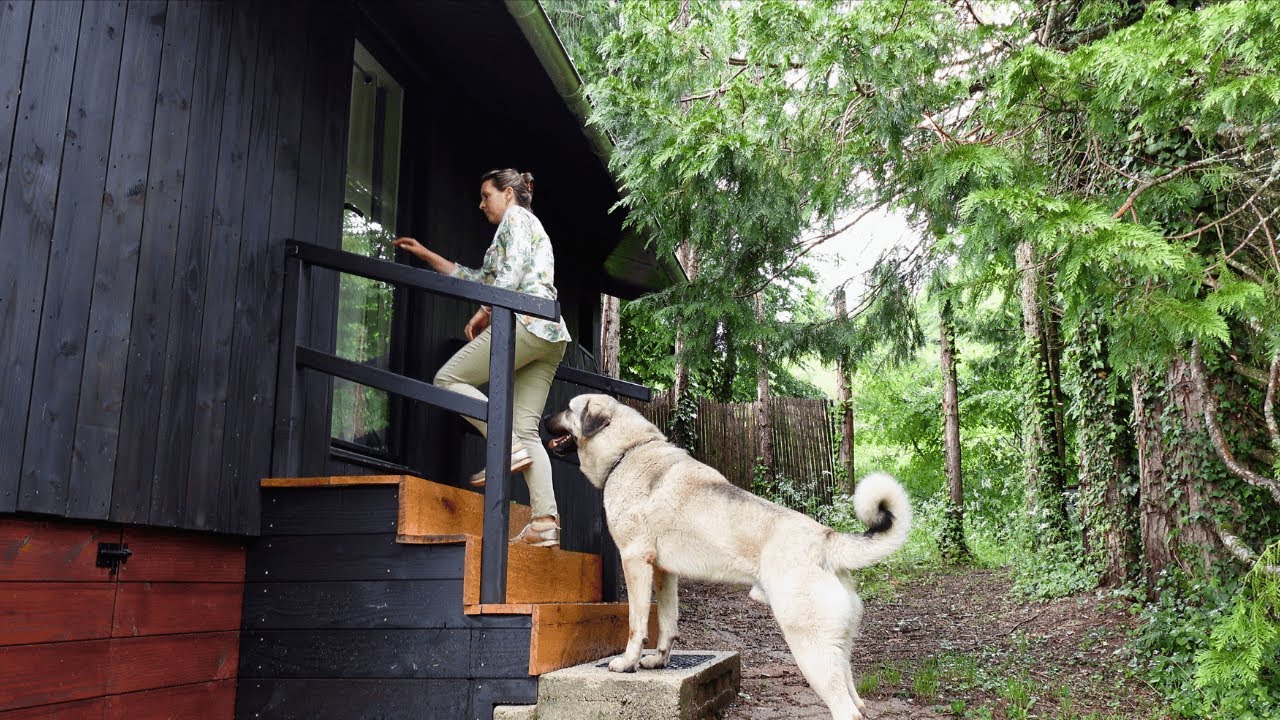 #46 Alone in the Forest | Off-Grid Cabin Overnight with two Dogs