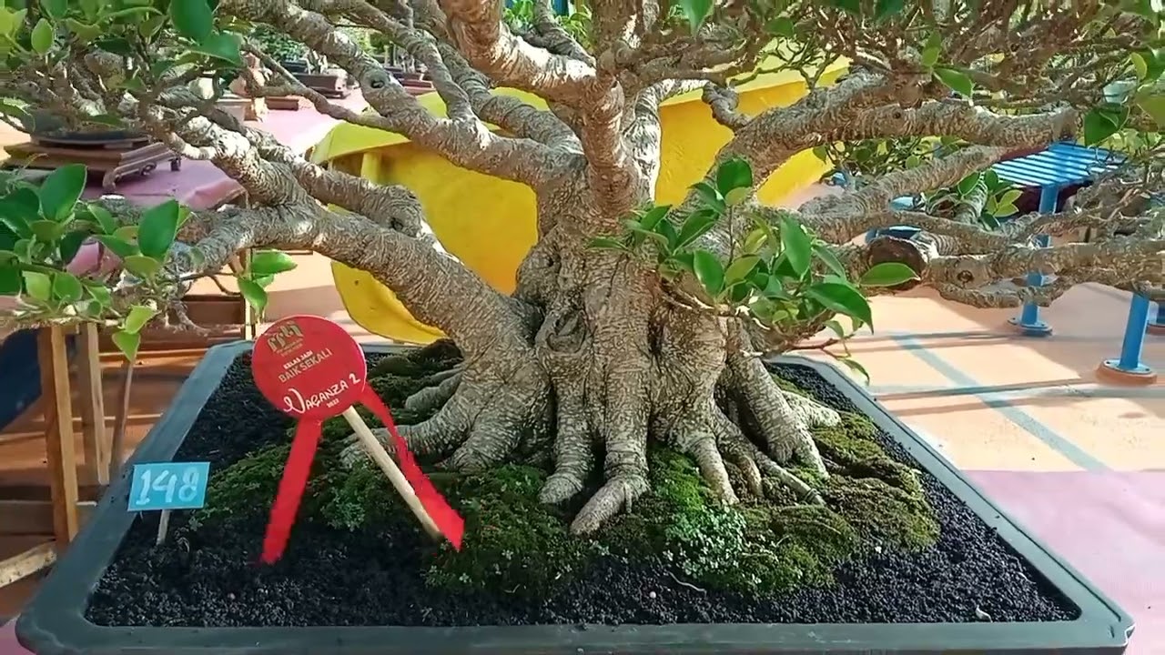 Bonsai Kimeng Angker / Ficus Microcarpa, Bonsai Inspirasi