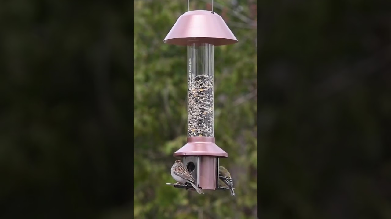 #songbirds #birdlovers #birdlover #birdlove #birds #birds_adored #birds_captures #birdgang #birds