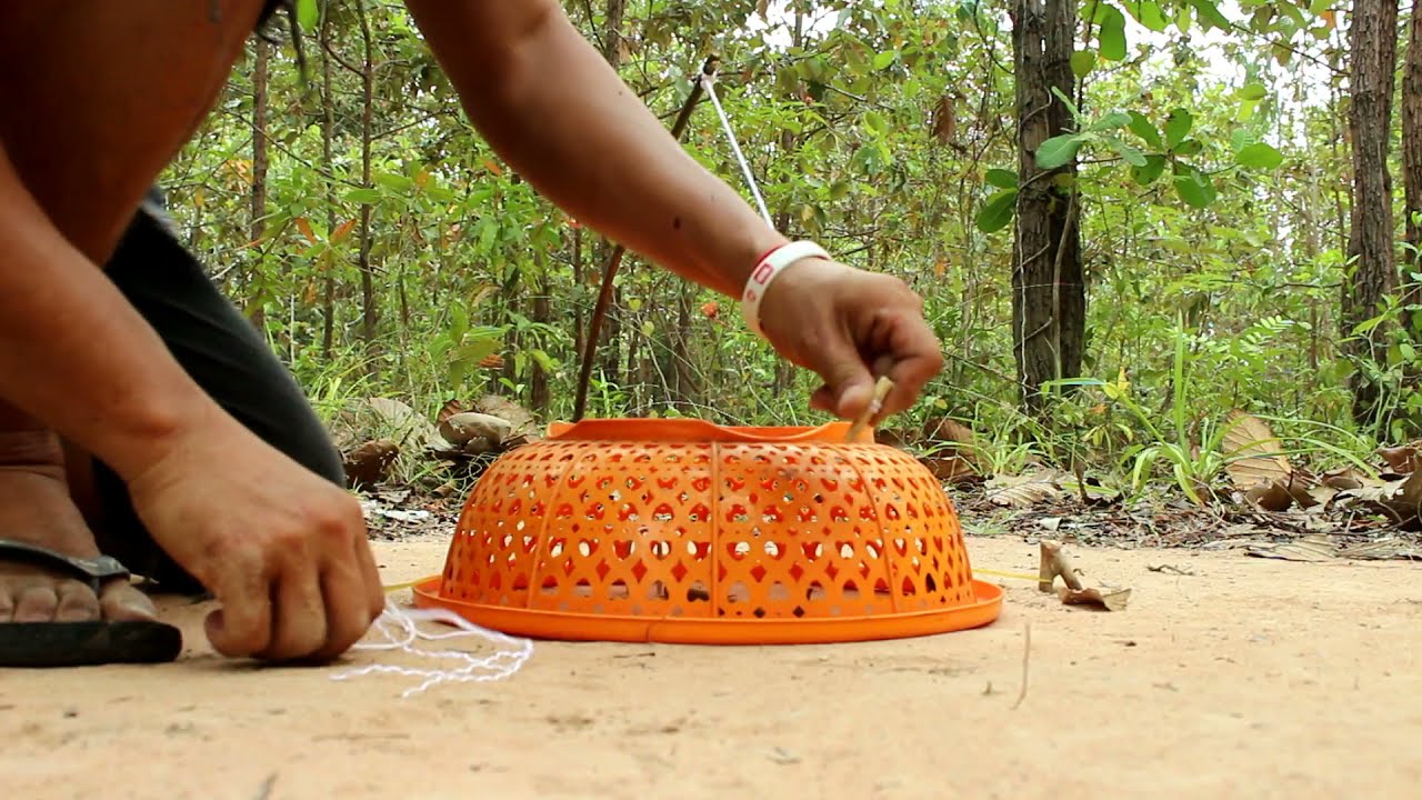 DIY Bird Trap Making From Basket Plastic Net