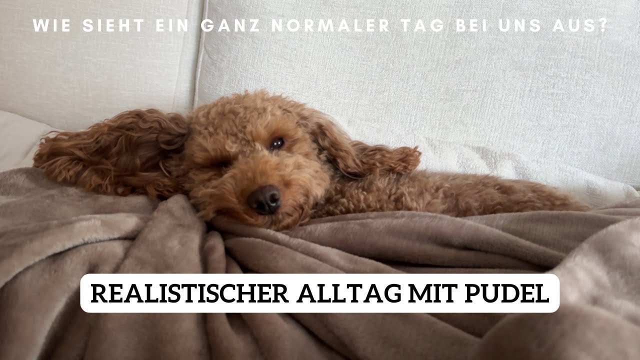 Realistischer Alltag mit Hund | Pudel Lotti