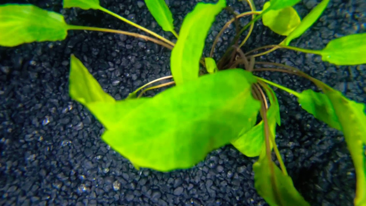 Cryptocoryne Wendtii Green
