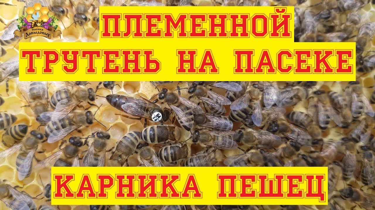 Засев племенного трутня  Миролюбие карники