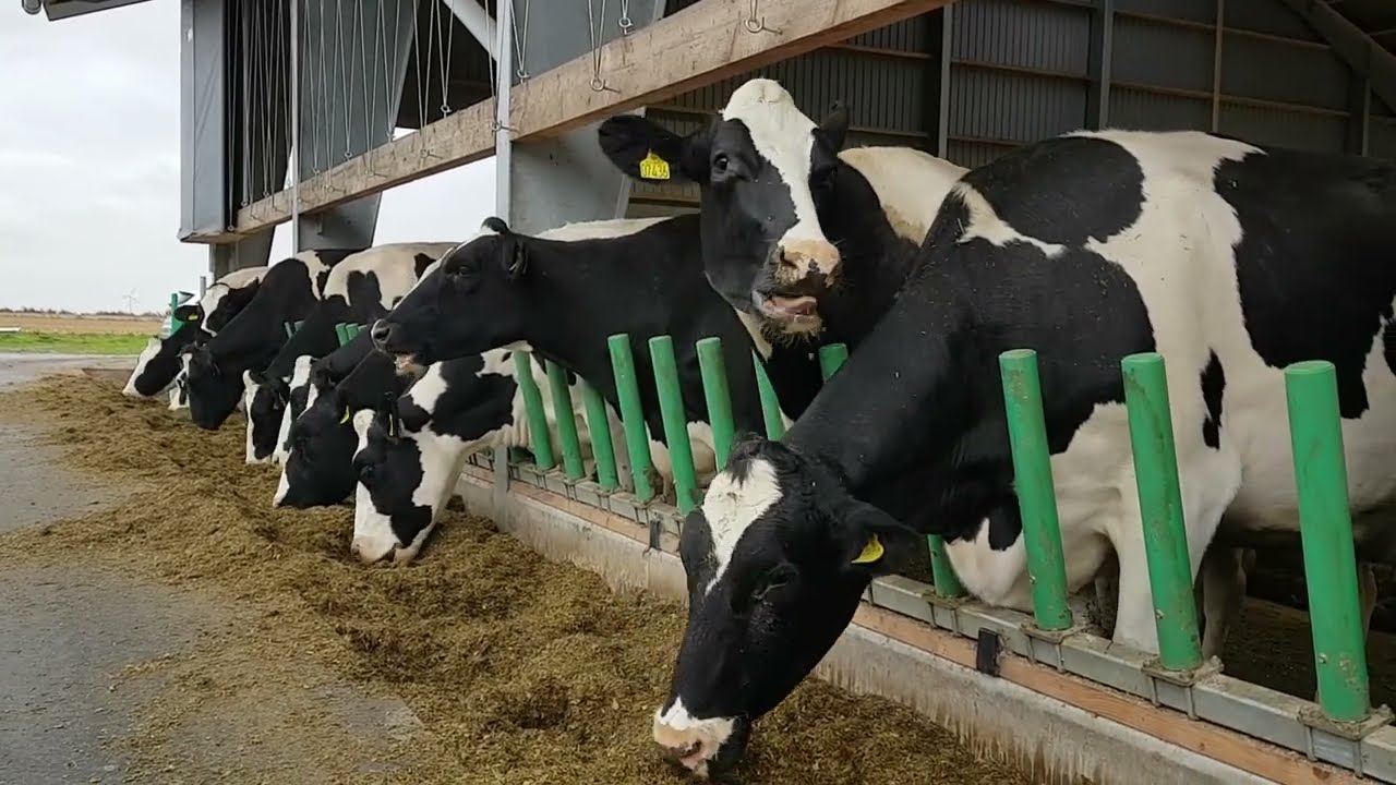Cow-Welfares Flex Feed allows cows to eat in a more natural way