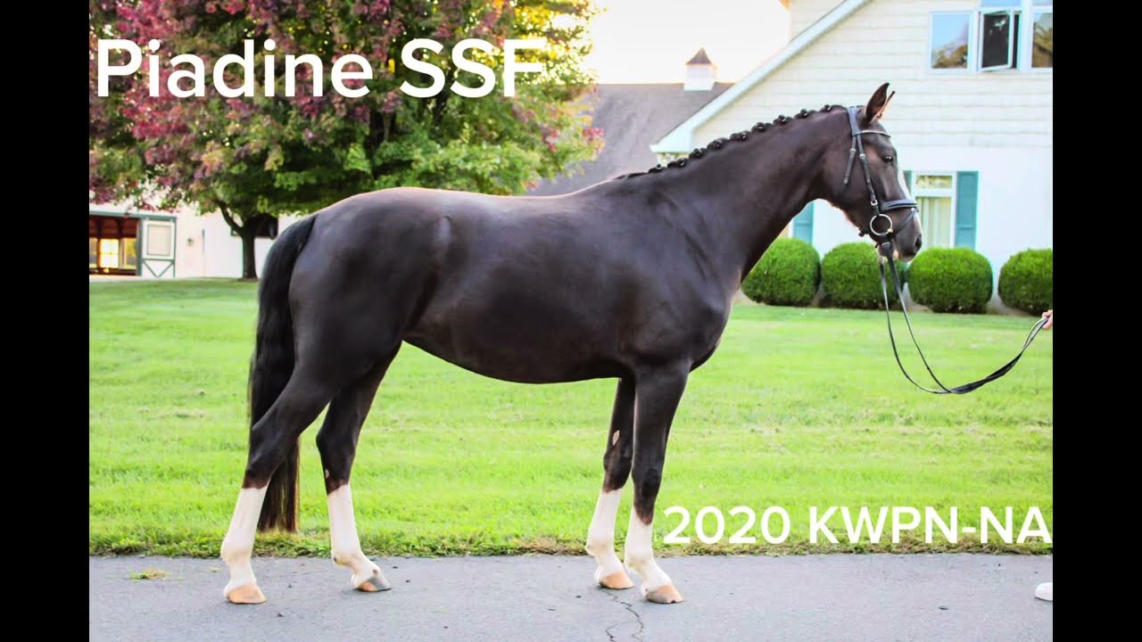 Piadine SSF July 2025