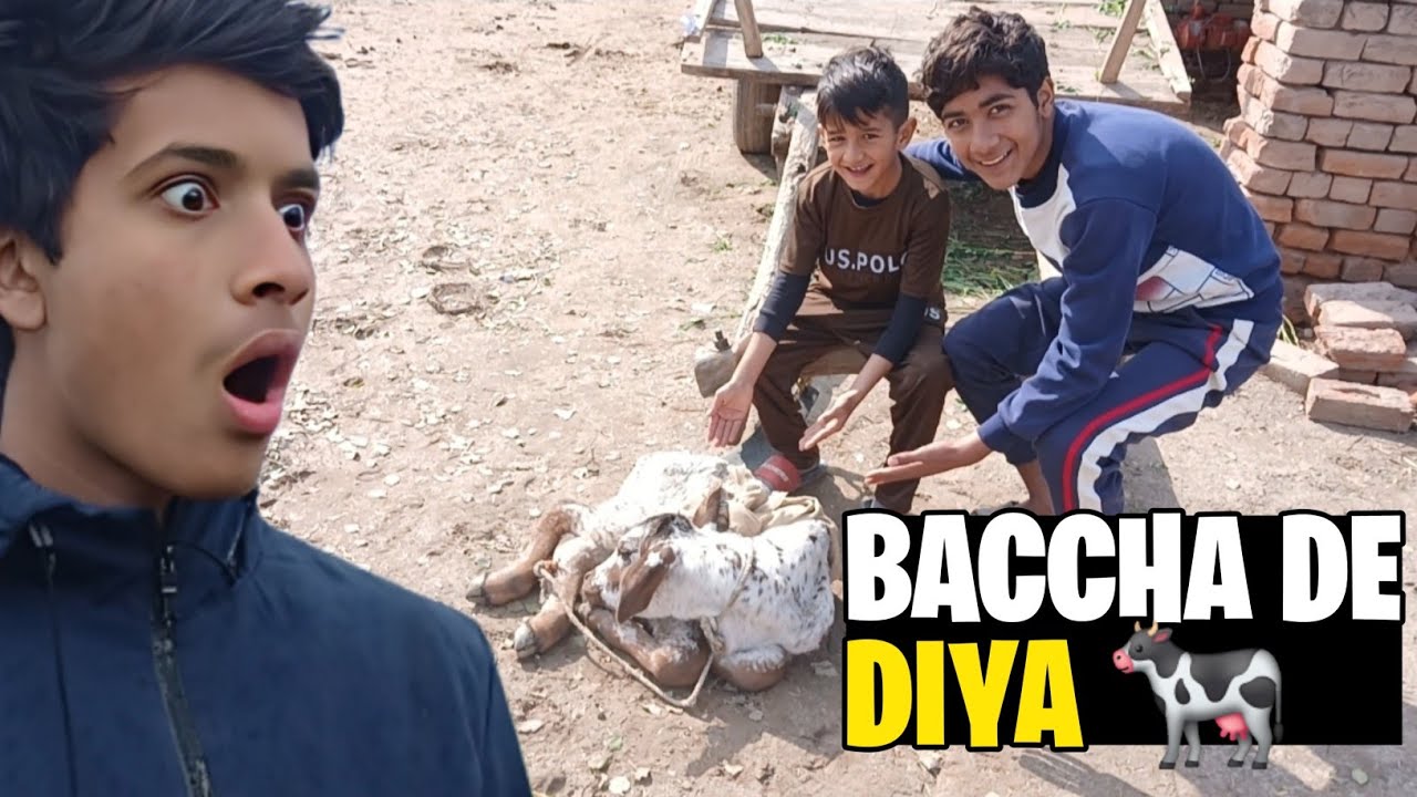 Cow Ne Baccha De Diya 🐄