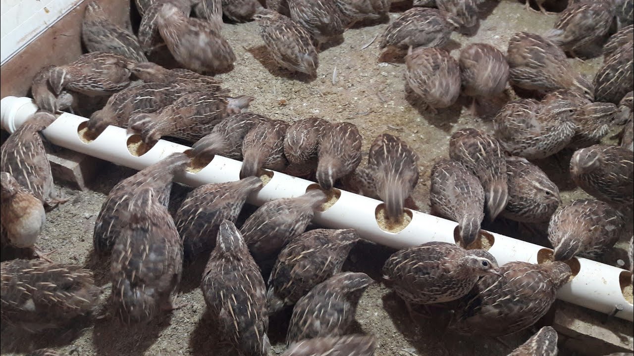 CONHEÇA A MINHA CRIAÇÃO DE CODORNA COTURNIX JAPONICA 17/08/2017