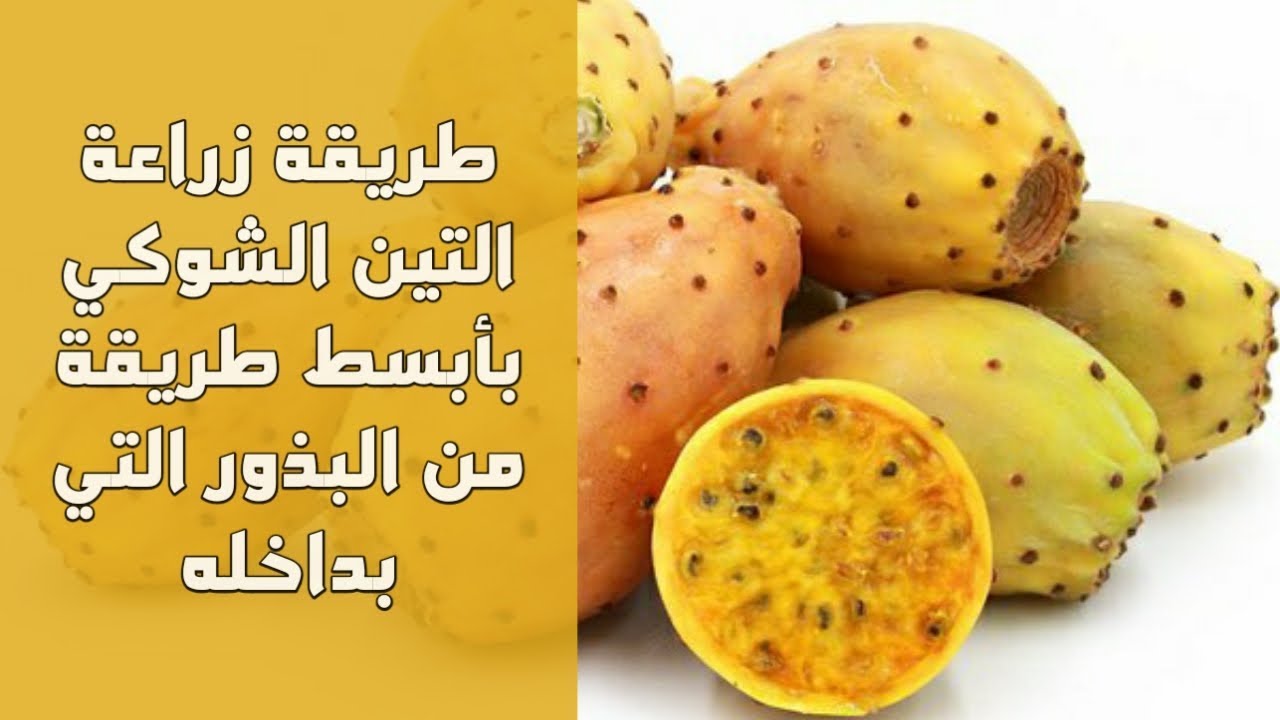 شاهد كيفية إكثار الصبار المثمر أو التين الشوكي بالبذور بابسط طريقة الجزء الاول