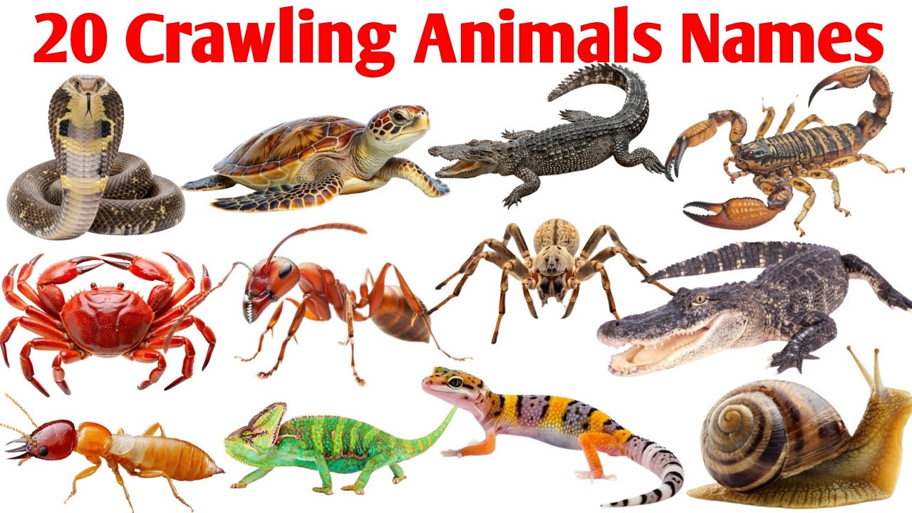 30 रेंगने वाले जानवरों के नाम | Learn 20 Crawling Animals Names for Kids with Pictures Video