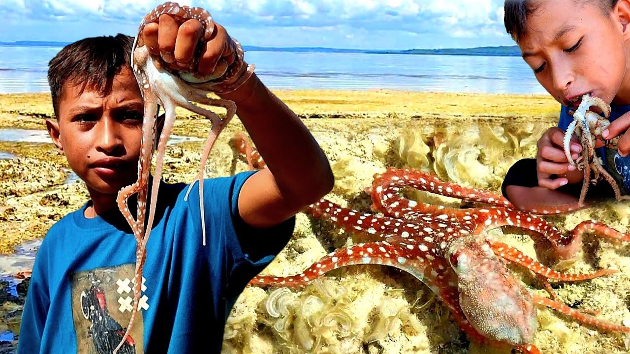 Senang berkebun pinggir laut, makan seafood mahal tinggal tangkap, Hunting Octopus & SeaShell
