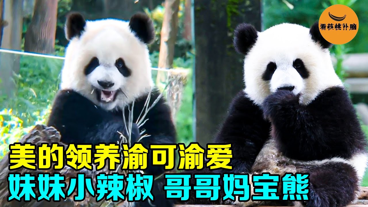 美的领养渝可渝爱，熊猫兄妹性格完全相反，小辣椒妹妹和妈宝男哥哥，美的可爱组合有多好笑？【看核桃补脑】