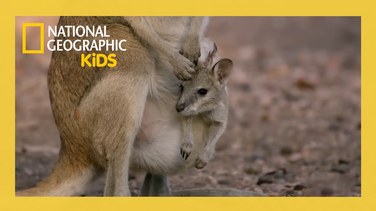 The Kangaroo Mob 🦘 | Out There with Jack Randall Full Episode | @natgeokids
