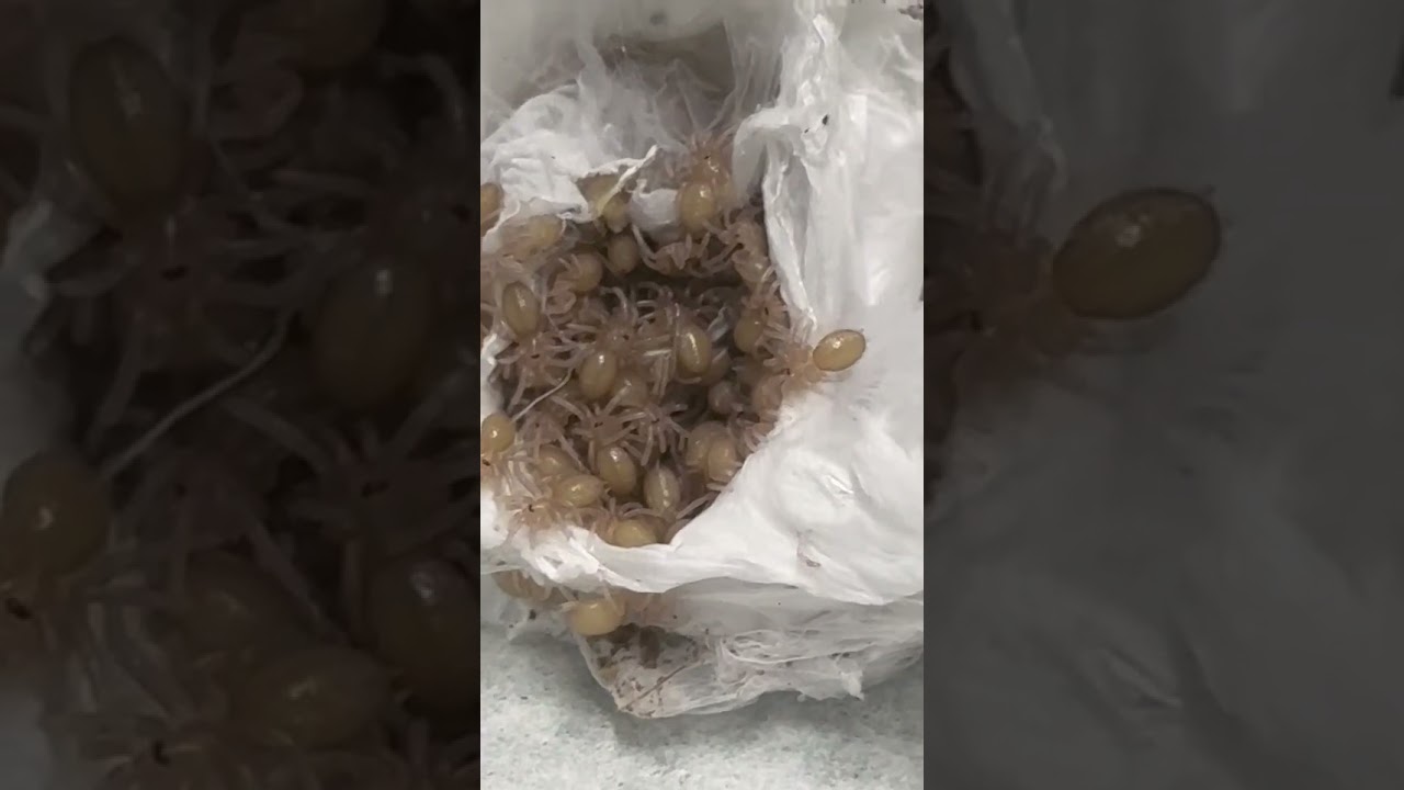 Feather leg eggs sack opening! 