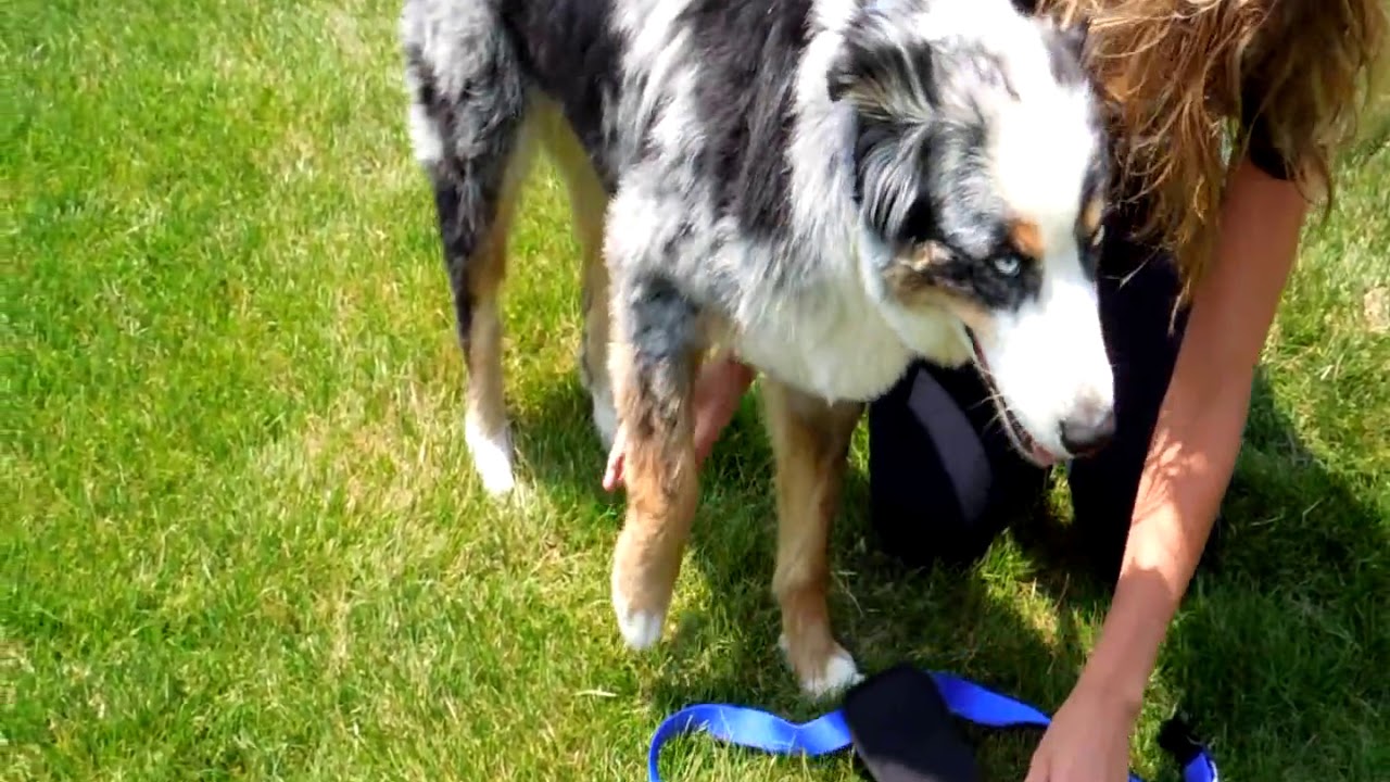 Coastal Pet Walk Right Front Connect Padded Dog Harness | Get 10% Off* | Shop Now!