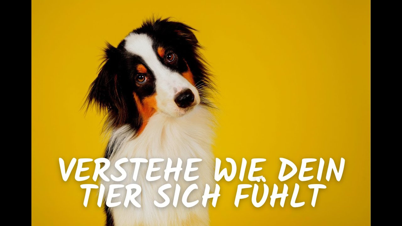 🐶 🐱 🐭 🐹 🐰 🐴 Verstehe wie dein Tier sich f&uuml;hlt 🌈 ☀️💫