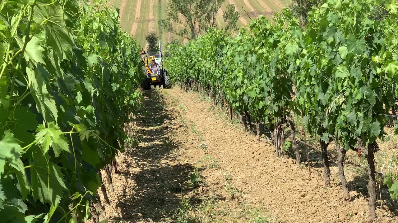 Carraro tractor and Orizzonti trimmer vineyard from Smartagro UA