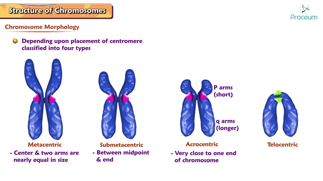 Структура хромосом: морфология хромосом и кариотипирование: USMLE, шаг 1