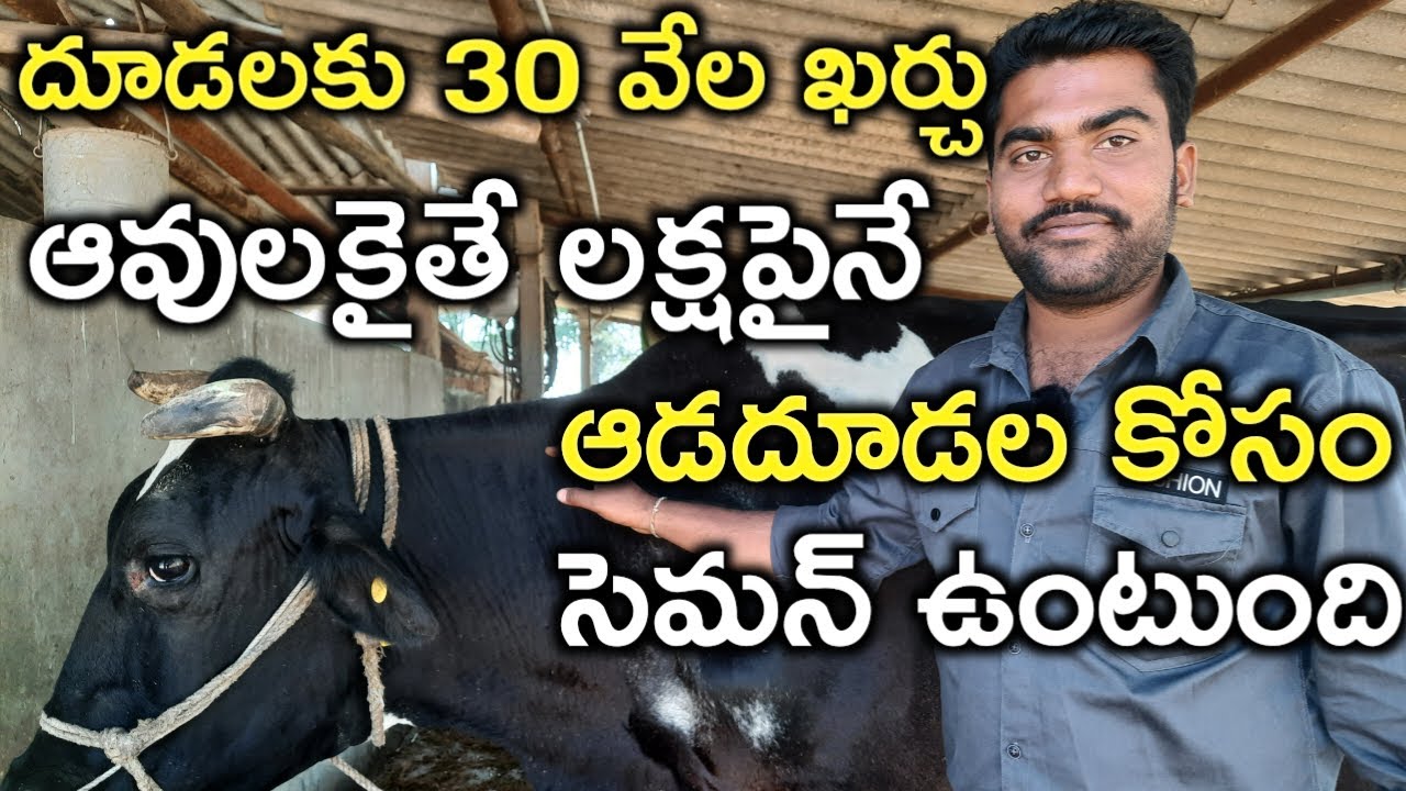 ఆవు బరువును బట్టి  దాన పెట్టాలి|dairy farm information by Dr sathish reddy|mallesh adla|