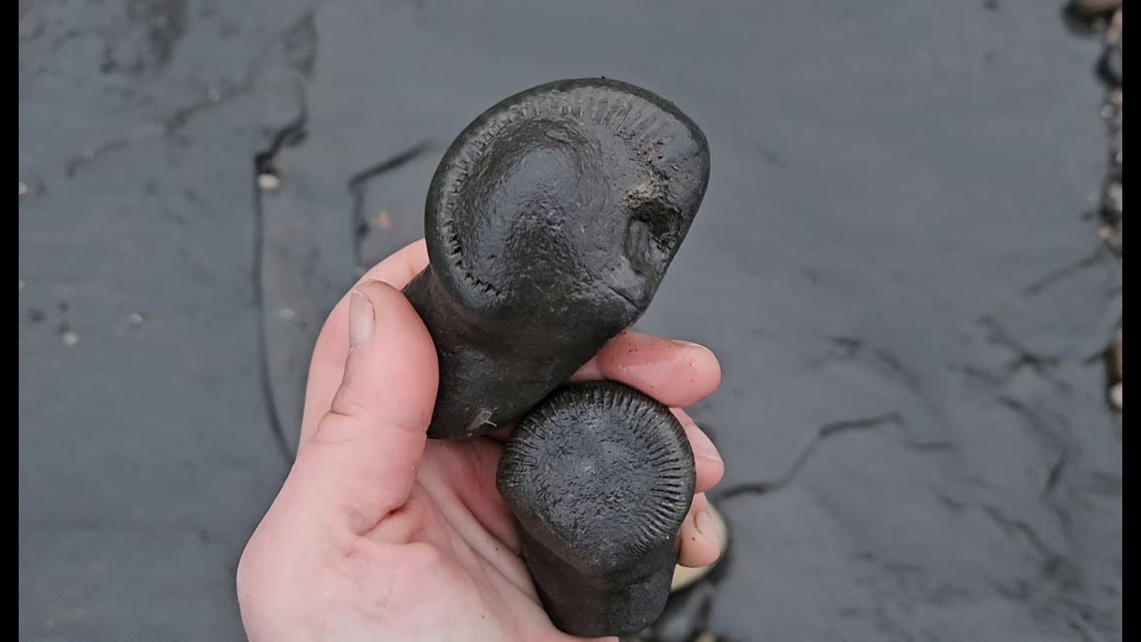 Whitby fossil hunting, good finds 18/01/26