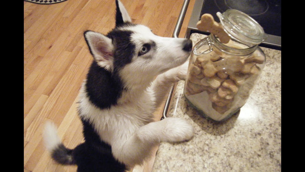 Chicken or Beef Dog Biscuits Recipe