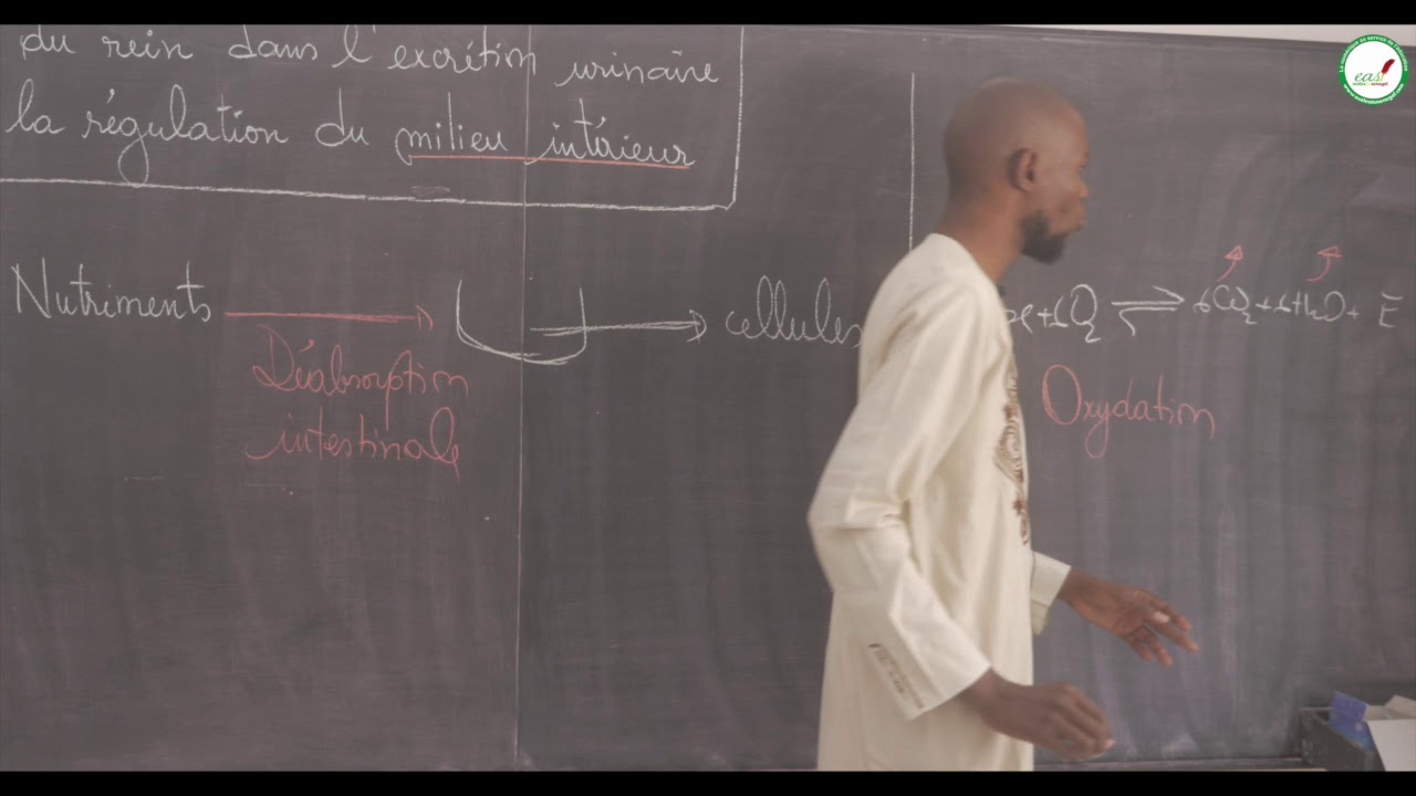 Cours - Troisième - SVT : Rôle du rein dans l'excrét° urinaire et la régulation du milieu intérieur