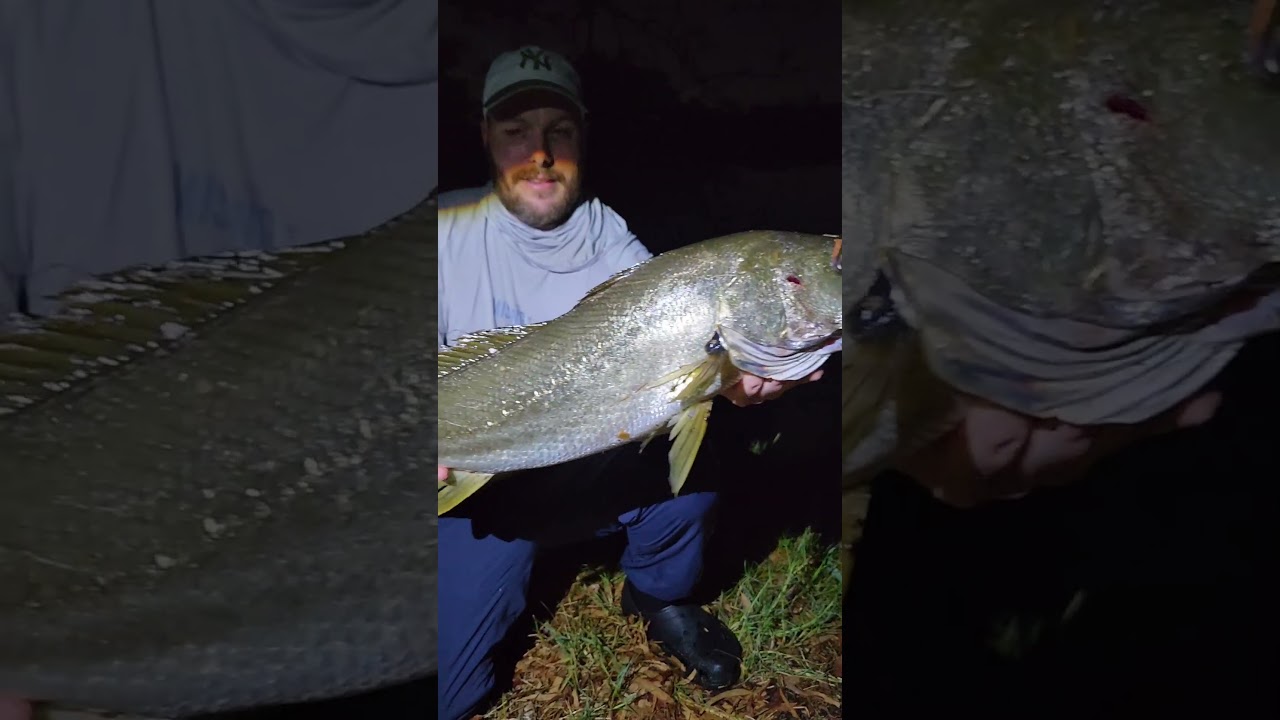 Swan river mulloway you beauty #swanriver #mosquitocity #saltist #getthejobdone