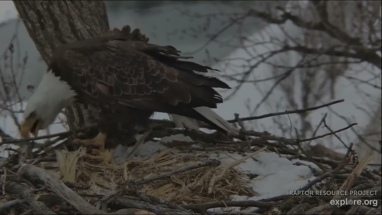 Decorah Eagles 2-24-26, 11:30 am HD brings fish #2, HM2 is enthusiastic