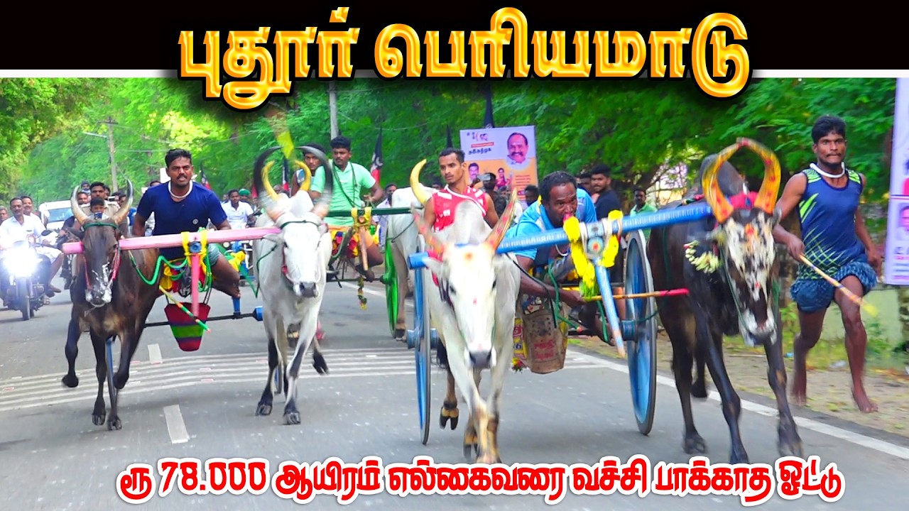 புதூர் பெரியமாடு 78.000ஆயிரம் பந்தயம் 26.02.2026