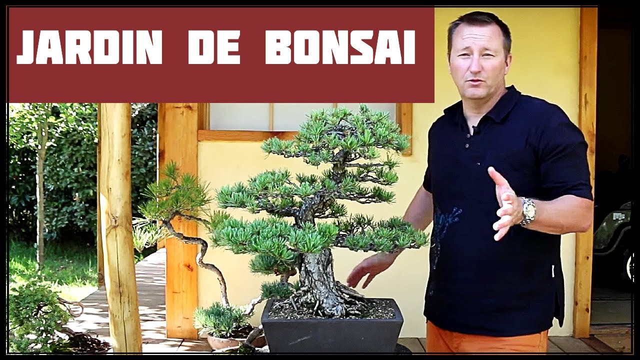 Le JARDIN des CASSES 🌱 NEJIKAN BONSAI 🌱