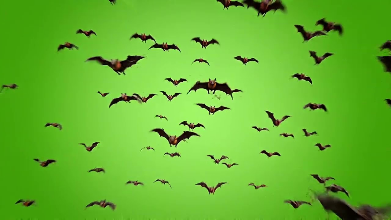 Realistic Bat Green Screen Footage