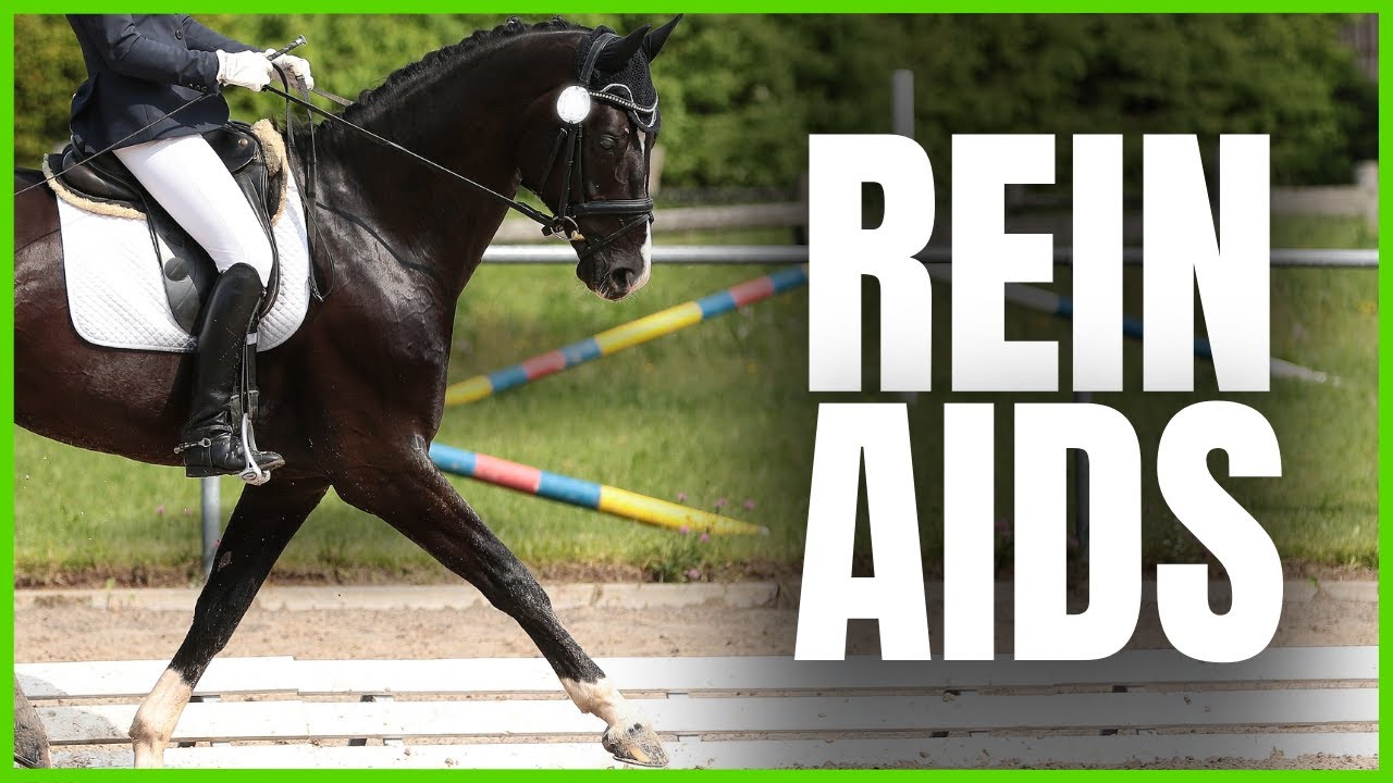 Things You NEED to Know ABOUT REIN AIDS from The Complete Online Dressage Course | How To Dressage