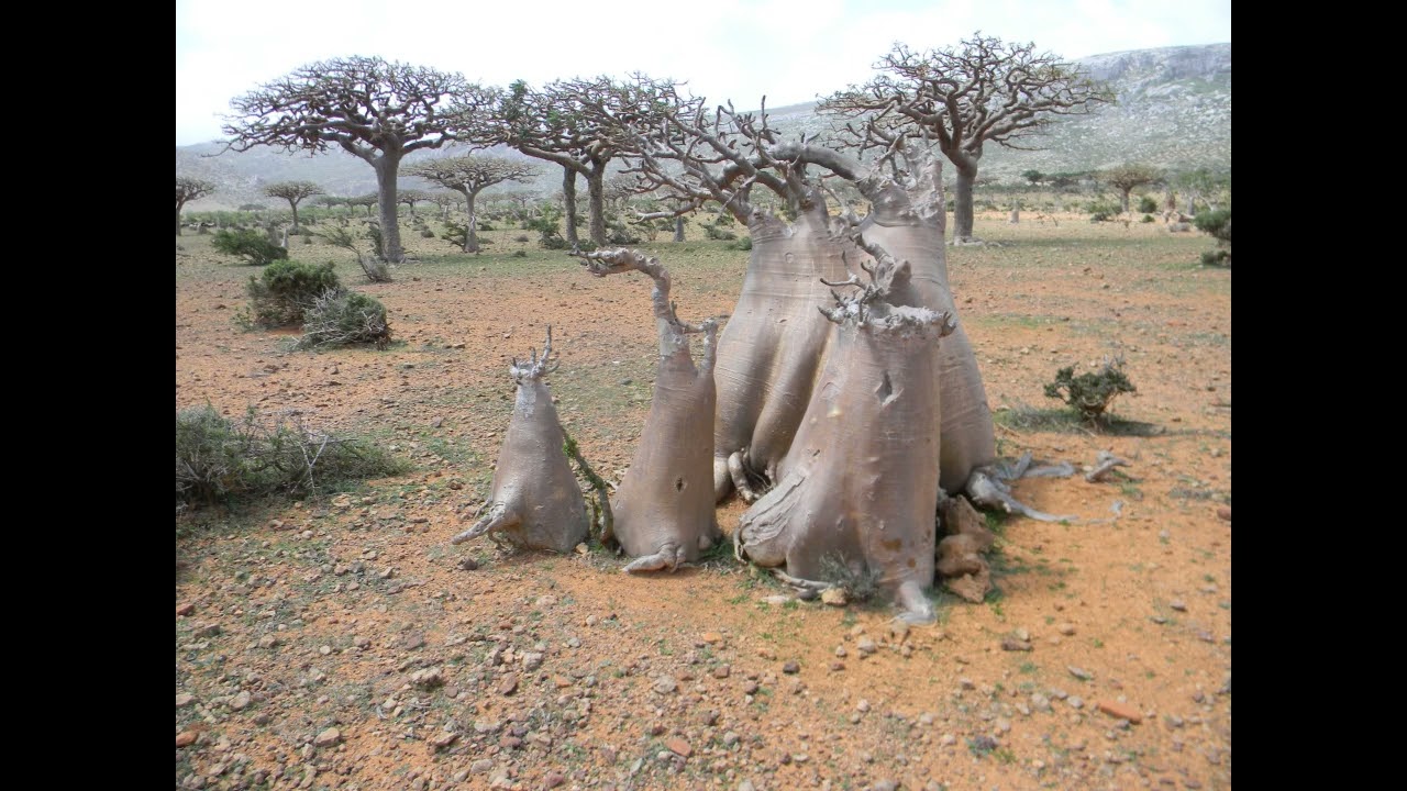 A week on Socotra Island