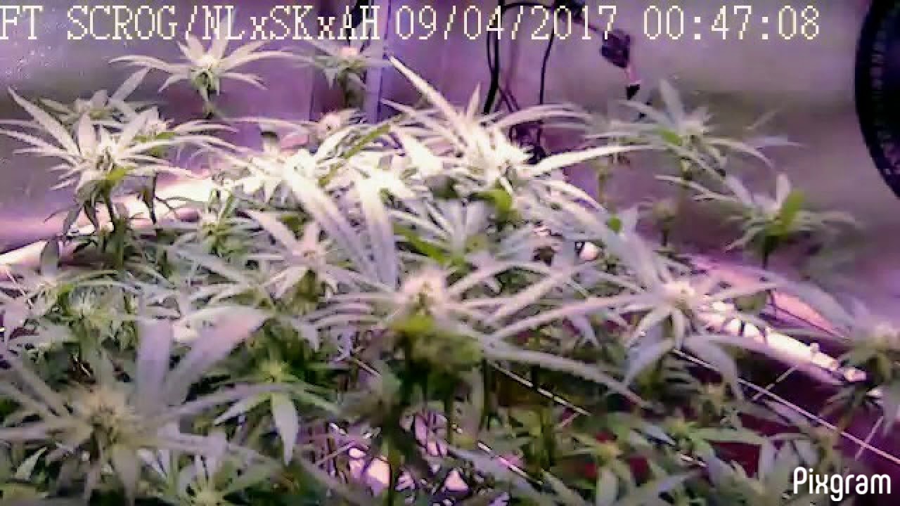 Time Lapse Day 1-56 of Flower VIPARSPECTRA par600 Mammoth P