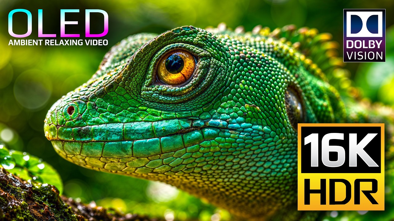 OLED Test Experience Like Never Before - 16K HDR Dolby Vision 120fps  (8K/4K Video ULTRA HD TV)