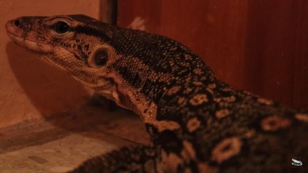 Increíble Cambio De Carácter De Mi Varano Loki, Es Otro