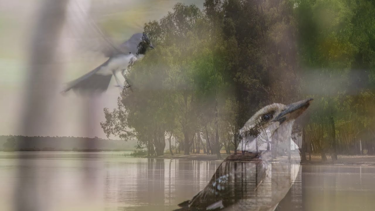 Bird Calls of the Murray River  - Echuca