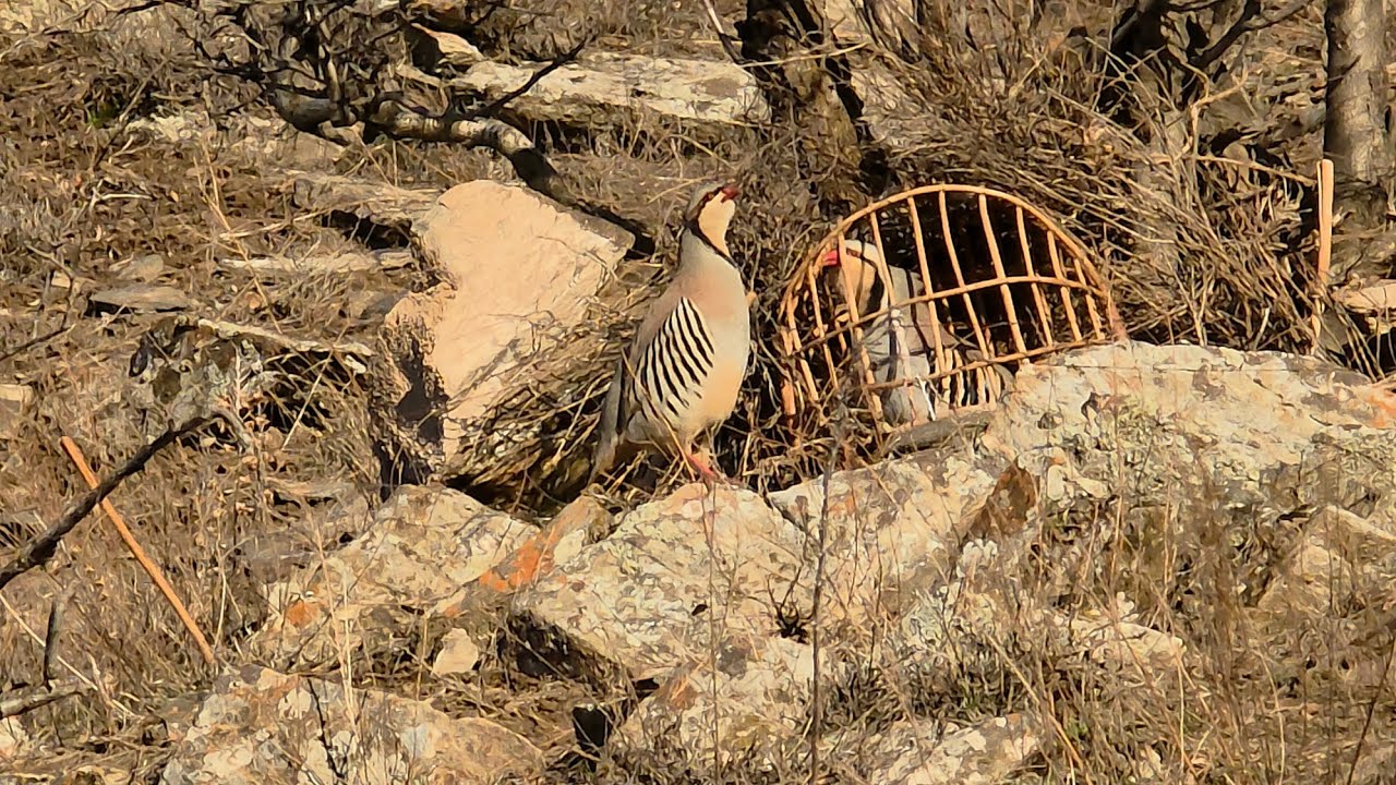 17 МАРТ 2026 АНА БАЧА ШИКОРА БИН🇹🇯🇹🇯💥💥👍👍