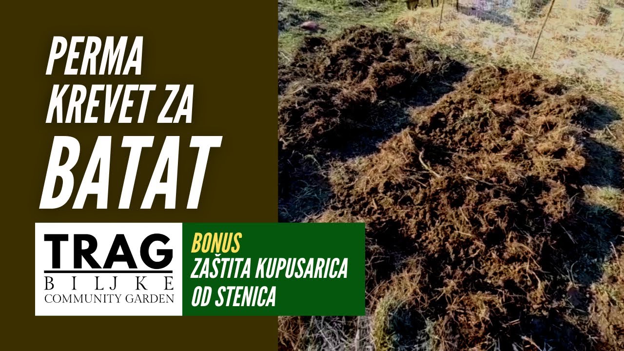 BATAT - PERMA KREVET - ZAŠTITA KUPUSARICA OD STENICA (2022) [TRAG BILJKE]